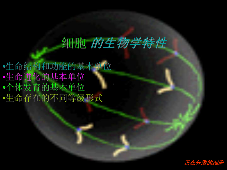 动物细胞、组织、器官和系统.ppt课件.ppt_第2页