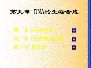 基础生化-2011第九章 DNA的生物合成课件.ppt