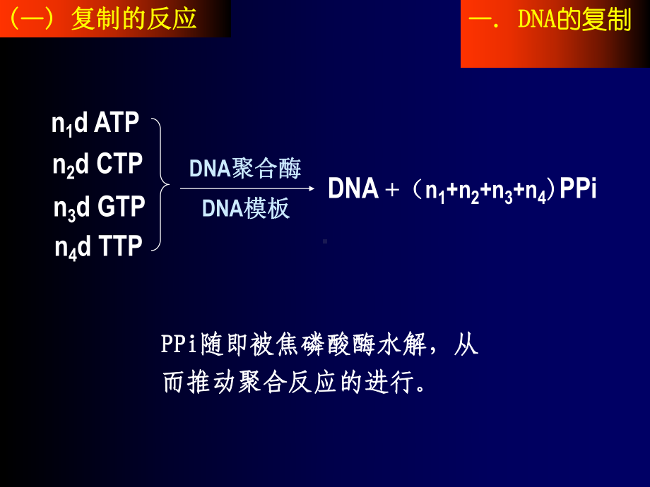 第一节 DNA的生物合成（精品-ppt）课件.ppt_第3页