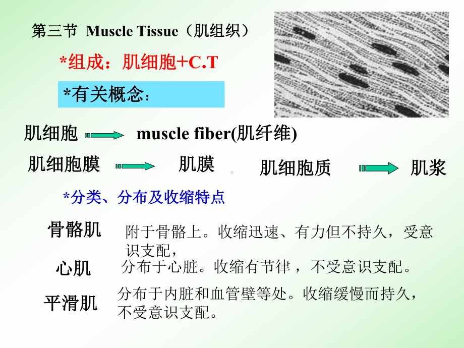 3[1][1].肌组织-神经组织课件.ppt_第2页