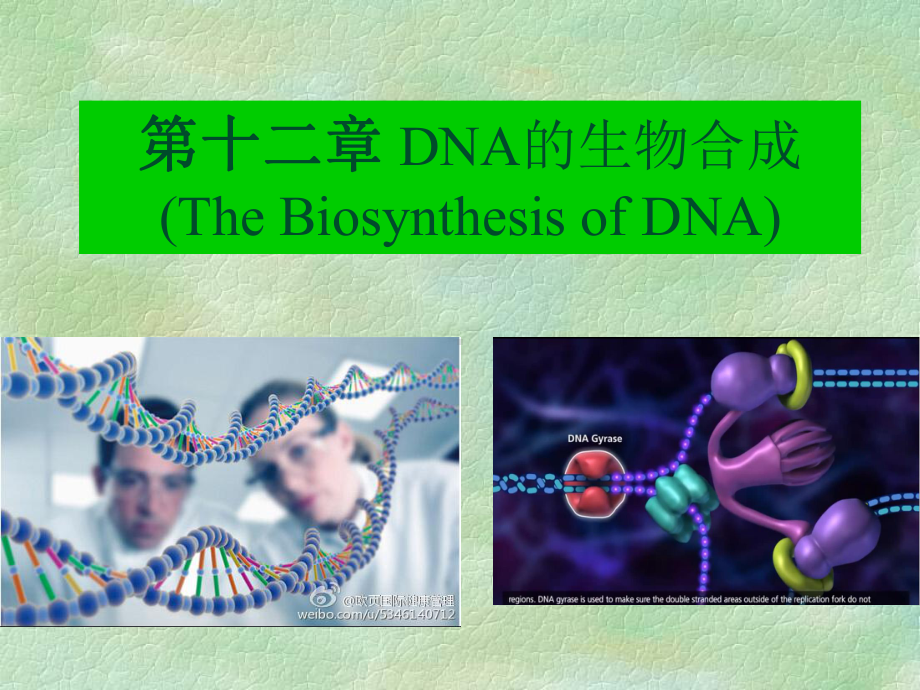 第十二章DNA的生物合成-2016课件.ppt_第1页