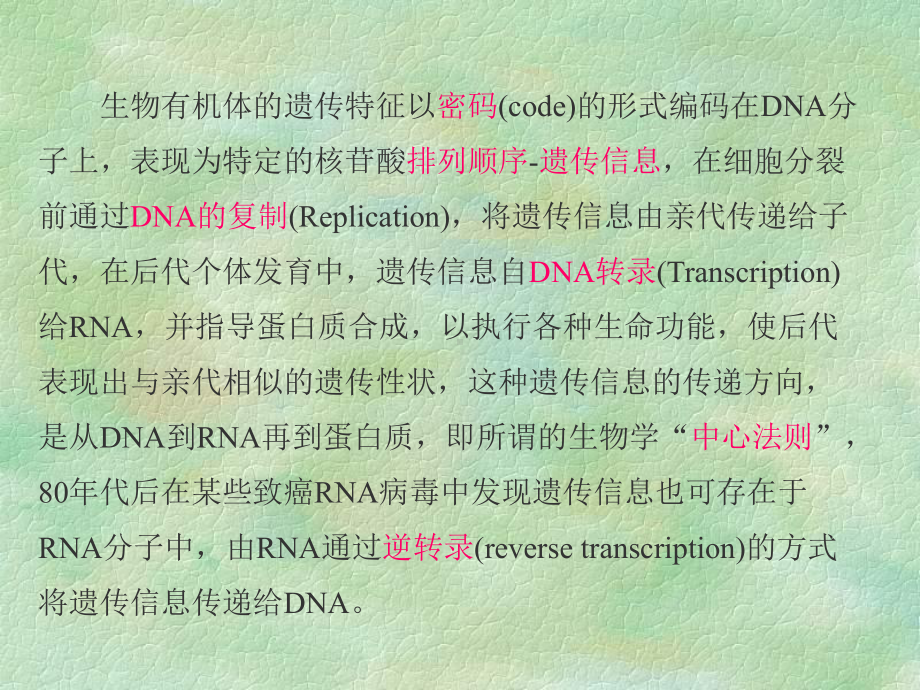 第十二章DNA的生物合成-2016课件.ppt_第2页