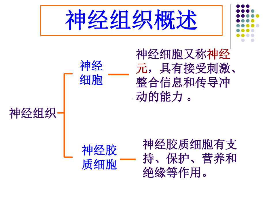 组织胚胎学 第六章 神经组织课件.ppt_第3页