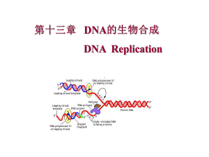 生科第十三章 DNA的生物合成课件.ppt