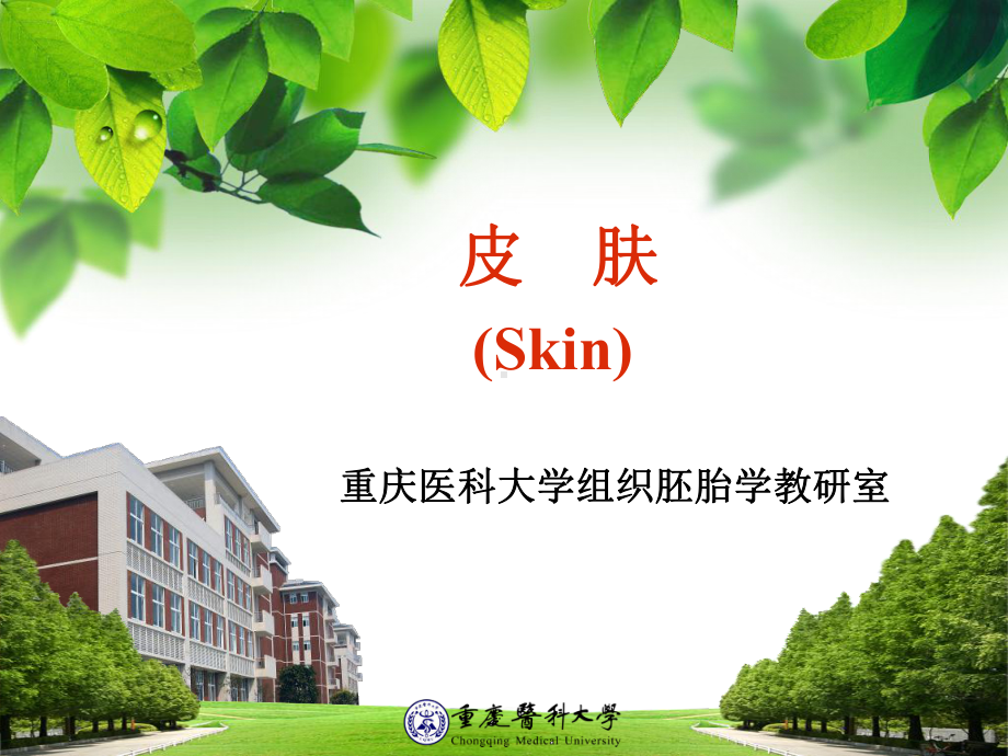 皮肤 组织胚胎学课件.ppt_第1页