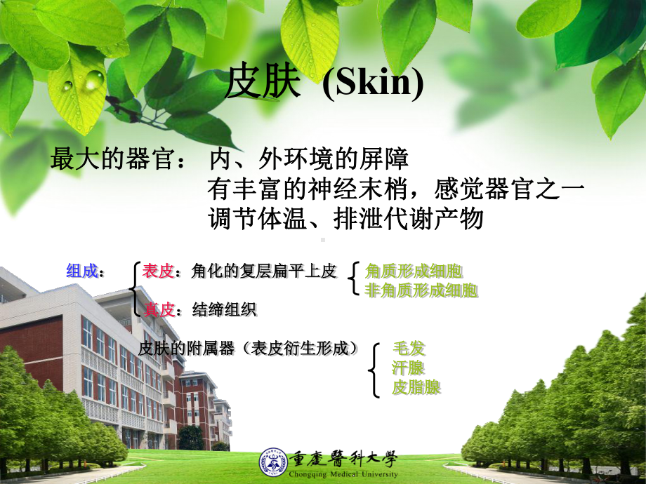 皮肤 组织胚胎学课件.ppt_第2页