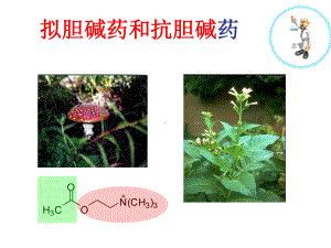 《药物化学基础(中职药剂专业)》拟胆碱药和抗胆碱药精要课件.ppt