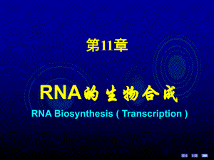 RNA的生物合成 （精品PPT）课件.ppt