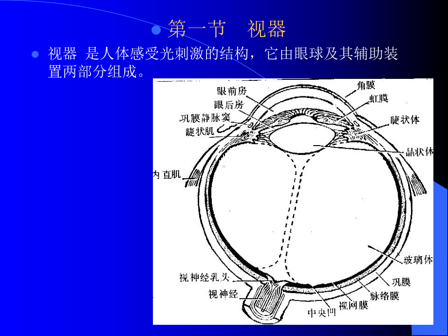 组织学与解剖学感觉器官.ppt课件.ppt_第3页