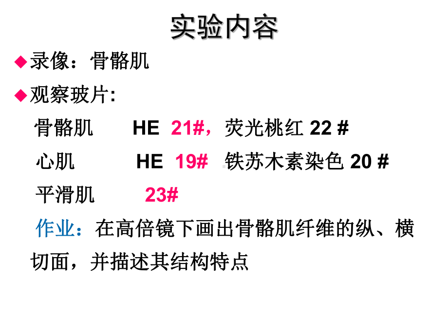 实验四 肌组织与皮肤 组织胚胎学课件.ppt_第2页