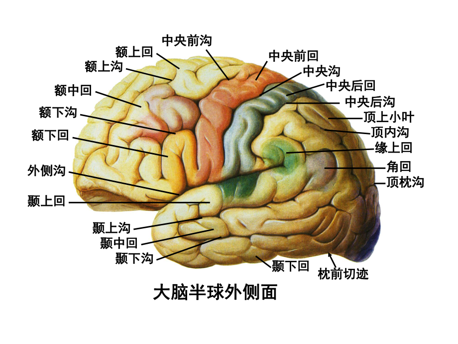 大脑半球内侧面中央旁小叶胼胝体沟楔前叶胼胝体（压部）1课件.ppt_第2页