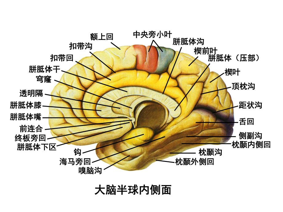 大脑半球内侧面中央旁小叶胼胝体沟楔前叶胼胝体（压部）1课件.ppt_第3页