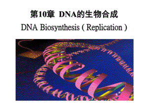 第10章 DNA的生物合成课件.ppt