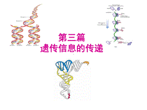 生物化学-DNA的生物合成.ppt课件.ppt