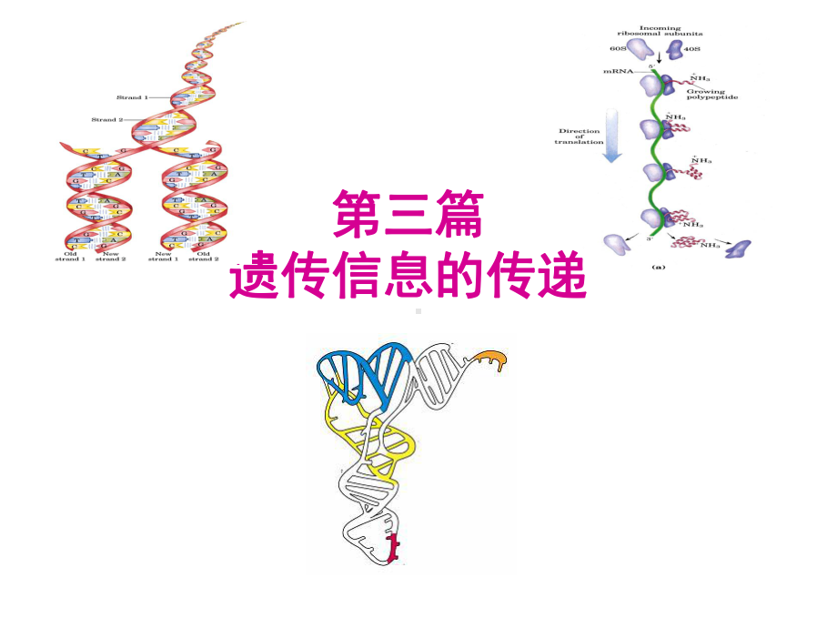 生物化学-DNA的生物合成.ppt课件.ppt_第1页