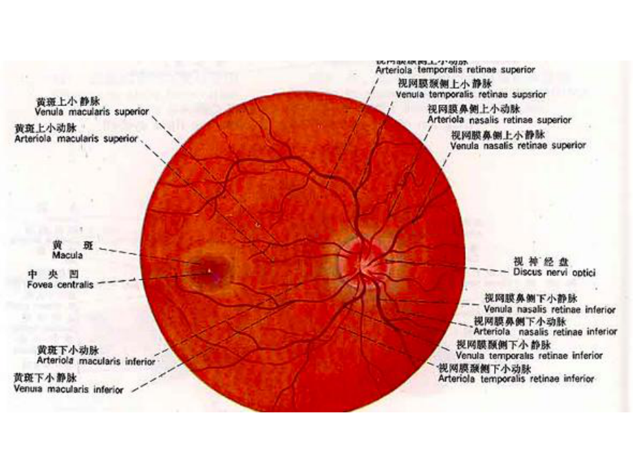 眼与全身疾病的关系课件.ppt_第3页