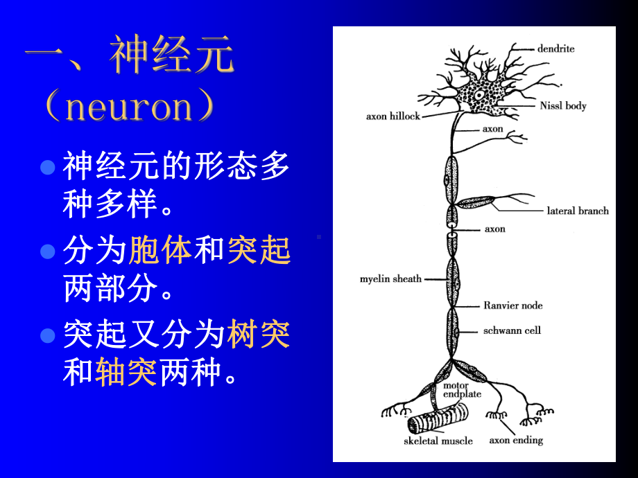 胚胎学：神经组织.ppt课件.ppt_第2页