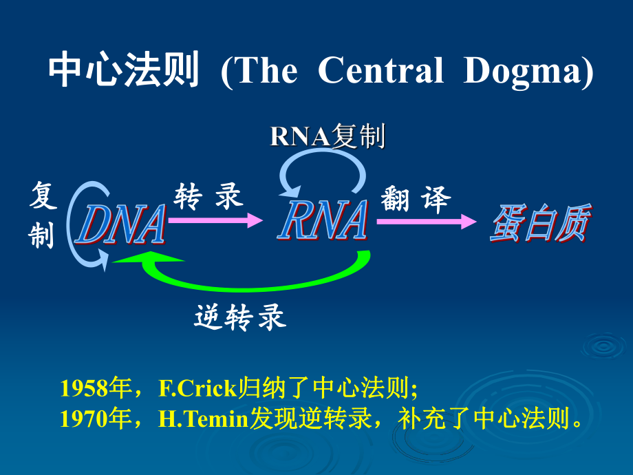 第十三章 DNA的生物合成课件.ppt_第3页