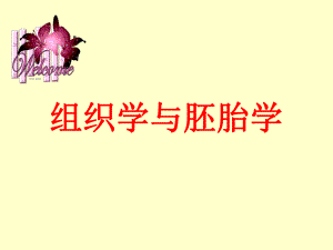 组织学与胚胎学 第7章 神经组织课件.ppt