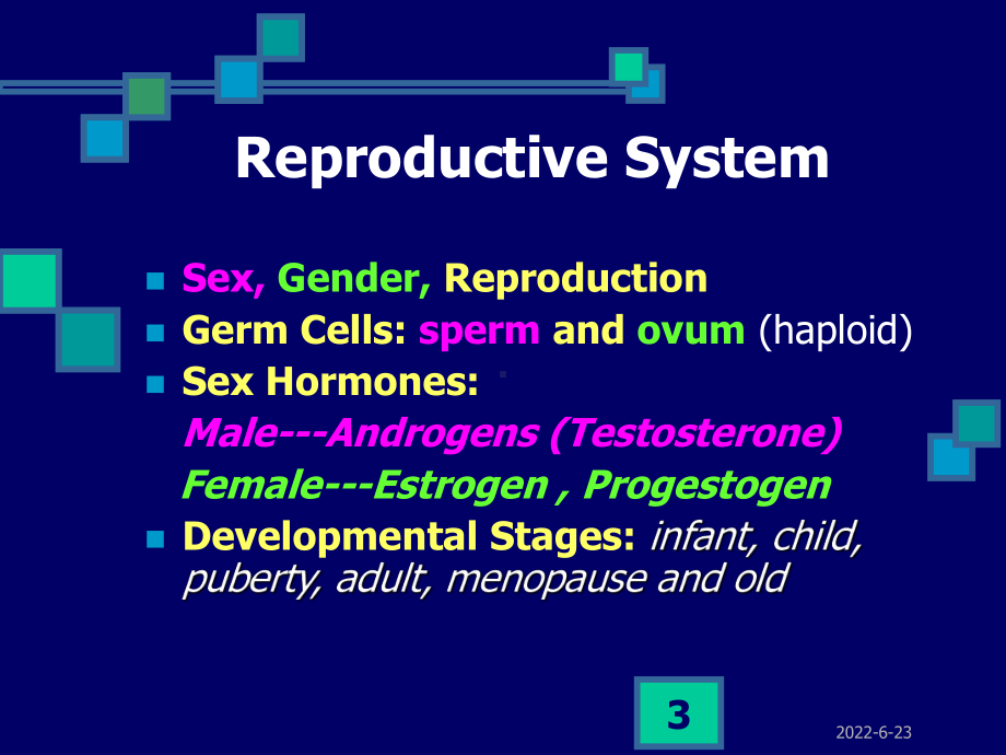 男女生殖系 组织学与胚胎学.ppt课件.ppt_第3页