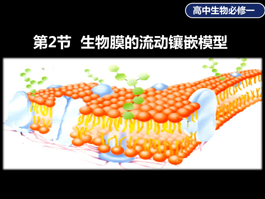 精美获奖说课-生物膜流动镶嵌模型课件.pptx_第1页