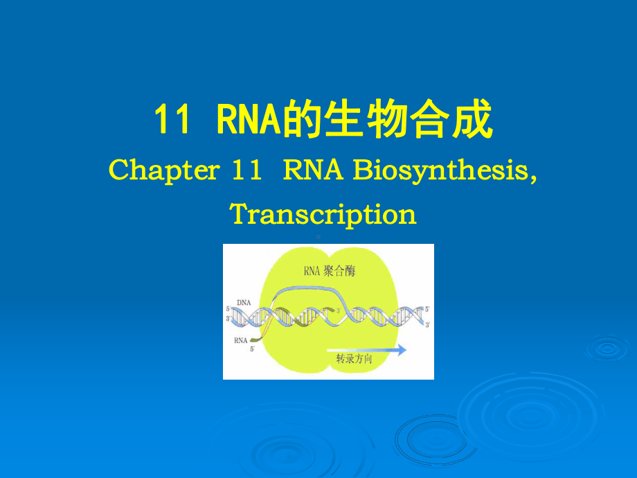 RNA的生物合成课件.ppt_第1页