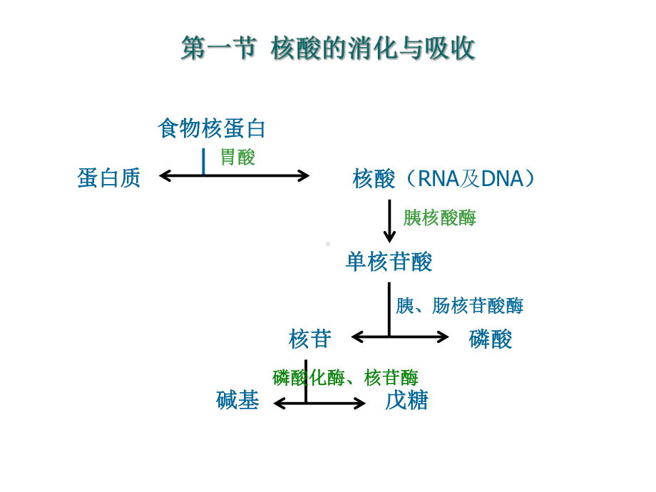 核酸代谢与蛋白质生物合成2课件.ppt_第3页