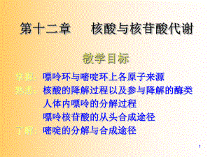 核苷酸代谢及DNA的生物合成课件.ppt