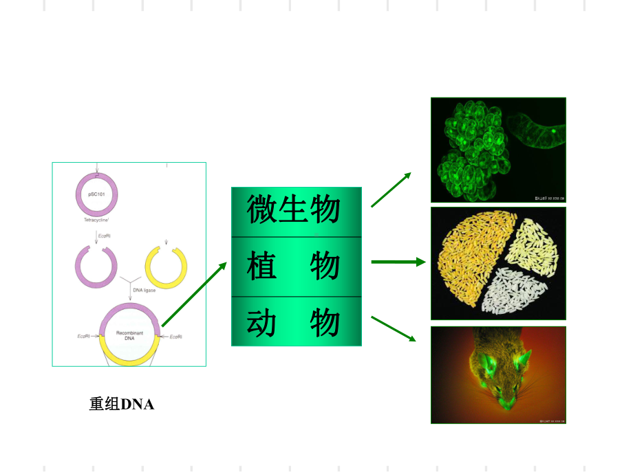 转基因植物产品的安全性共35页课件.ppt_第3页