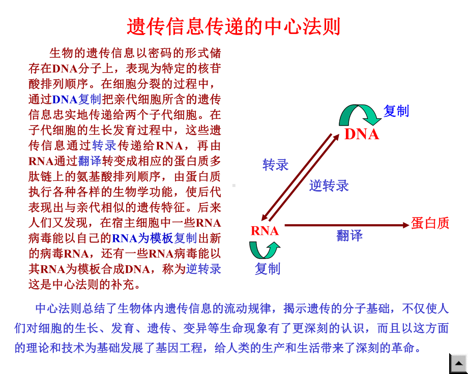 第十二章 09 DNA的生物合成课件.ppt_第2页