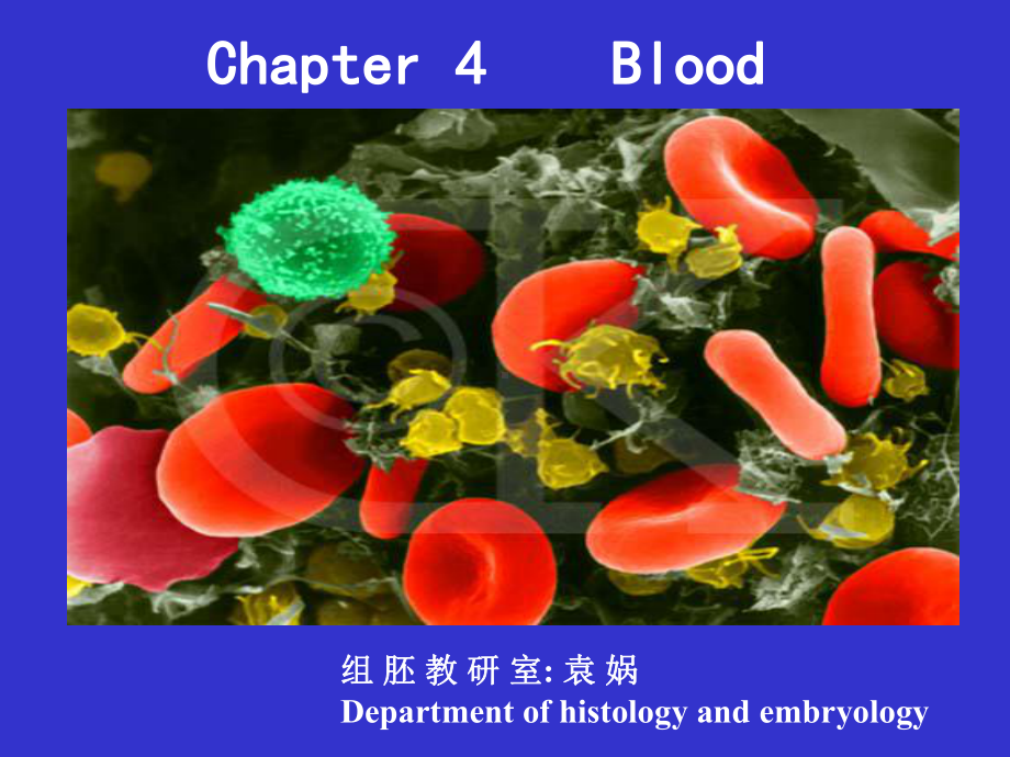 组织学与胚胎学血液双语教学资料课件.ppt_第1页