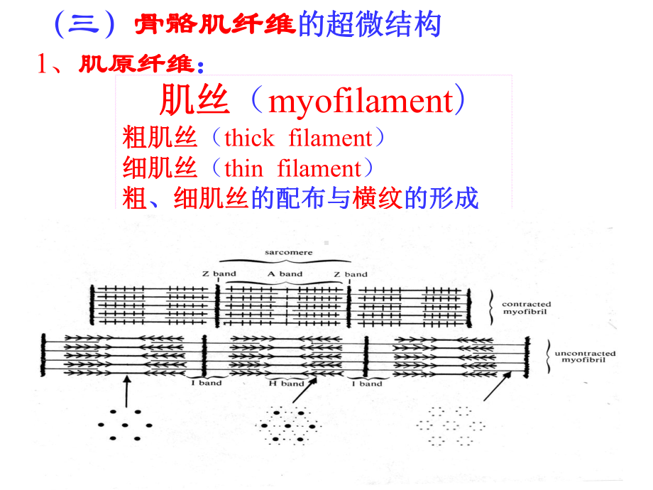 07-32-肌组织-神经组织1课件.ppt_第2页