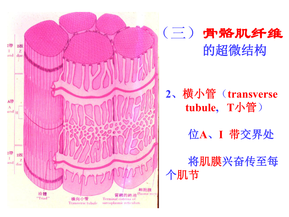 07-32-肌组织-神经组织1课件.ppt_第3页