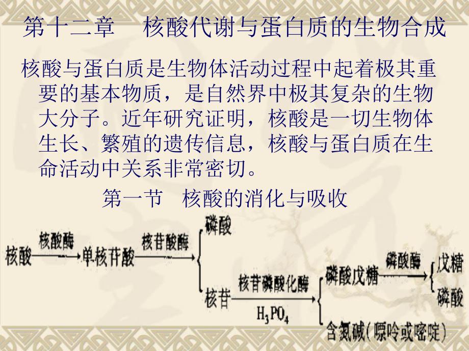 第十二章 核酸代谢与蛋白质的生物合成课件.ppt_第1页