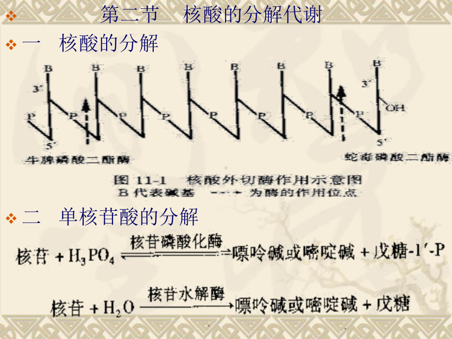 第十二章 核酸代谢与蛋白质的生物合成课件.ppt_第2页