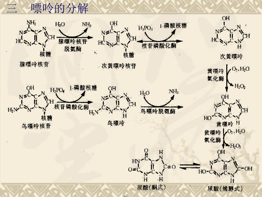 第十二章 核酸代谢与蛋白质的生物合成课件.ppt_第3页