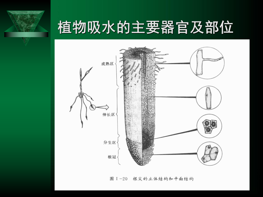 质壁分离复原细胞失水细胞吸水课件.ppt_第2页