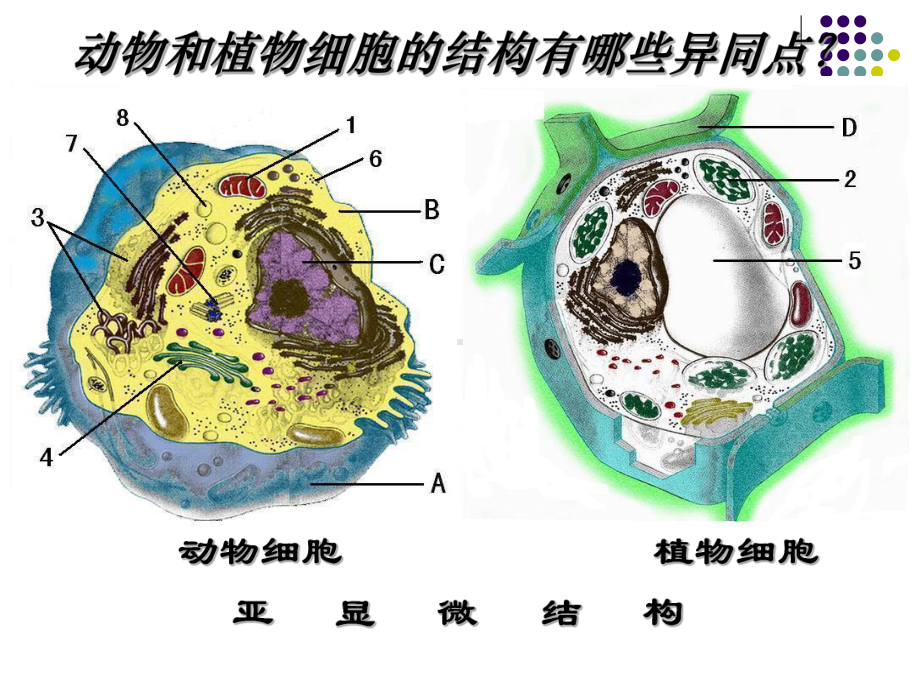 细胞的结构组成细胞质基质细胞器原生质课件.ppt_第2页