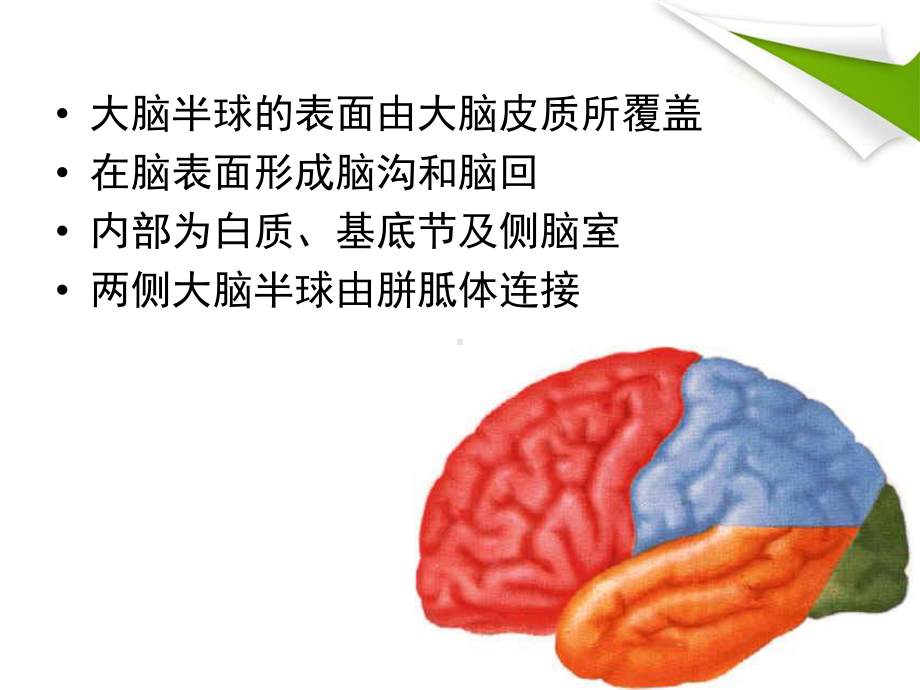 [说明]大脑半球课件.ppt_第3页