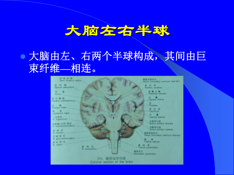 大脑半球与助听器选配的关系（PPT X页）课件.ppt_第2页