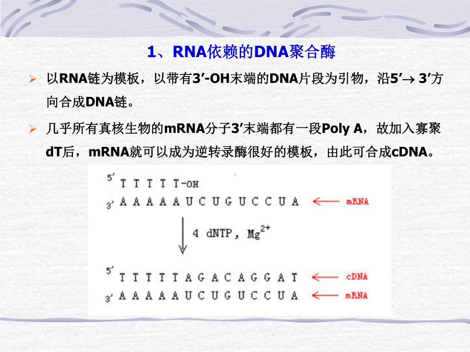 第五讲-其它工具酶课件.ppt_第3页