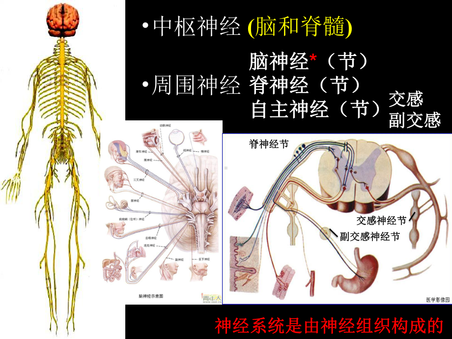 组织学与胚胎学（中山大学精品） 神经组织课件.pptx_第3页