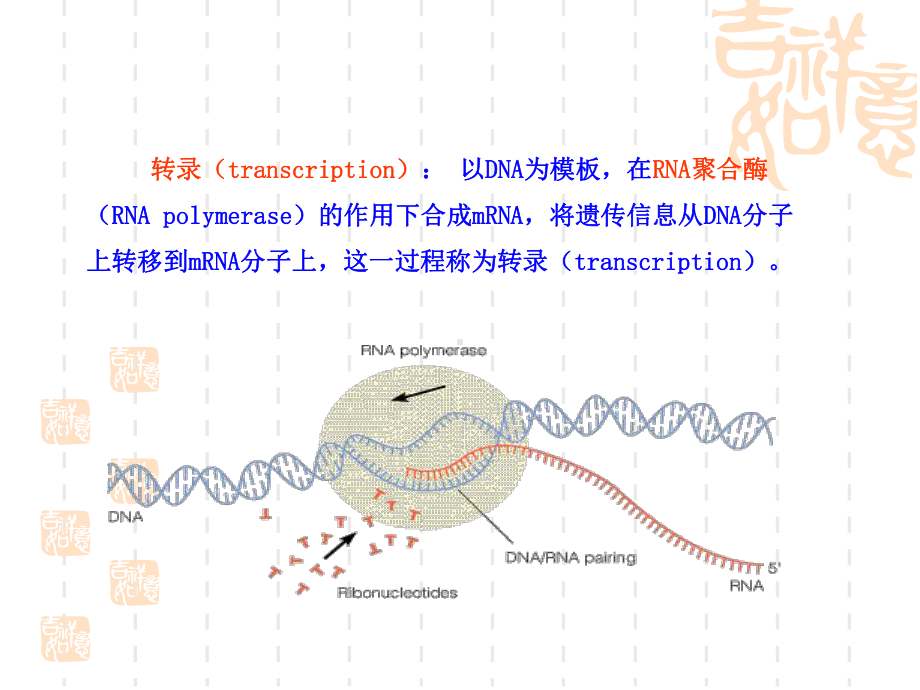 动物生物化学 14 RNA的生物合成―转录课件.ppt_第2页