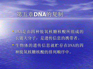 第5章DNA的复制第十一章DNA的生物合成课件.ppt