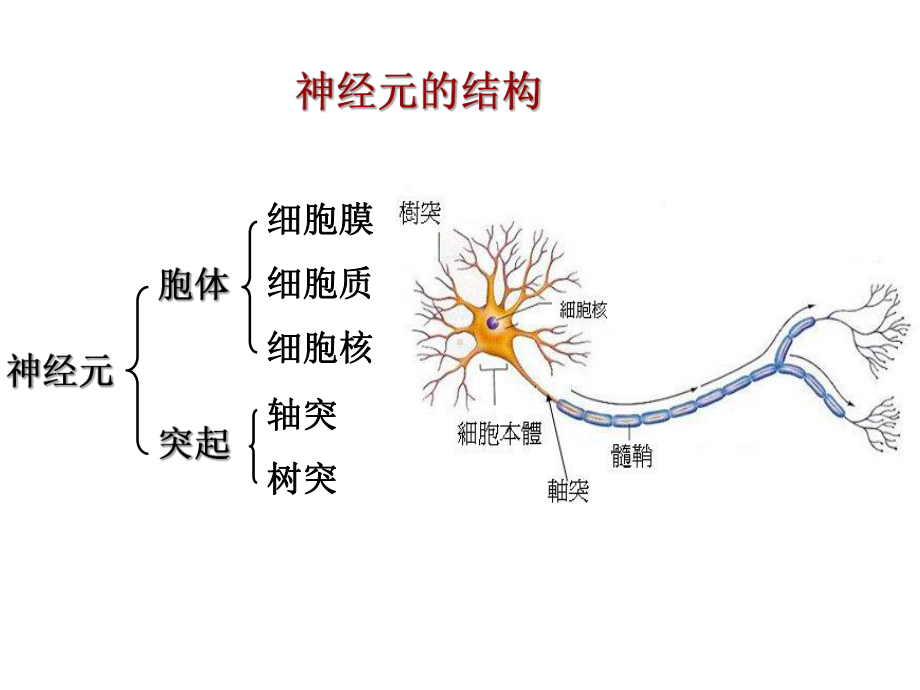 02基本组织第6节神经组织-图文课件.ppt_第3页