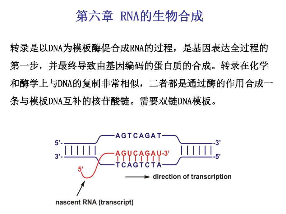 210.43.25.31userfilessmkx分子生物学第六章RNA的生物合成.ppt〓课件.ppt_第2页