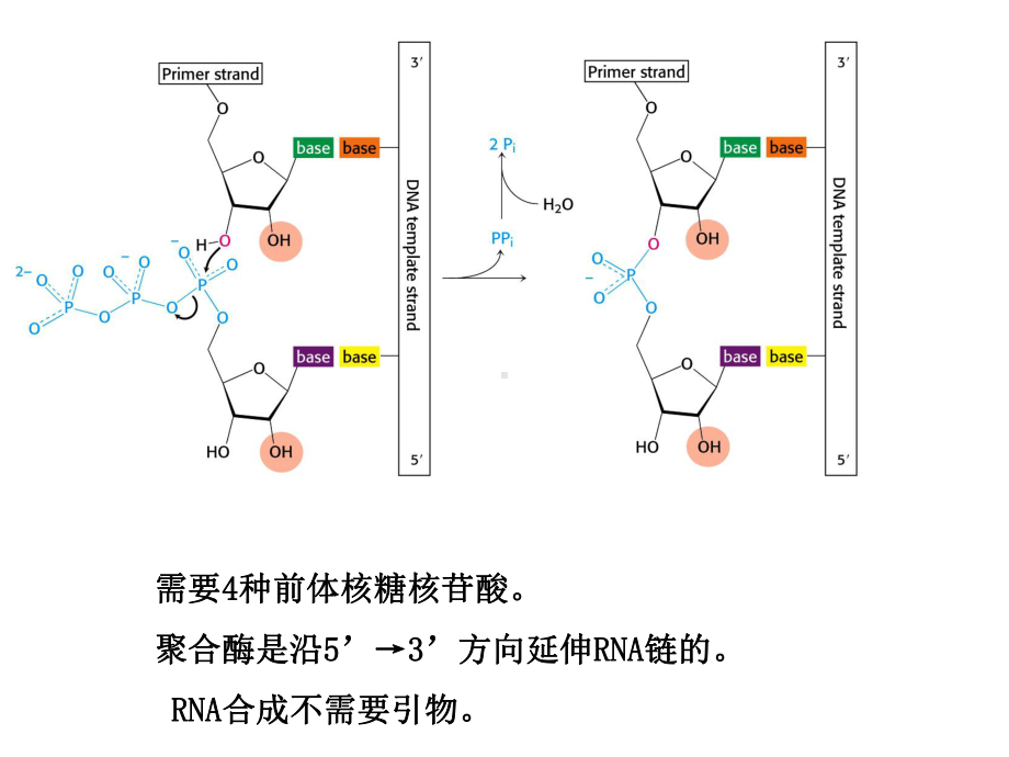 210.43.25.31userfilessmkx分子生物学第六章RNA的生物合成.ppt〓课件.ppt_第3页