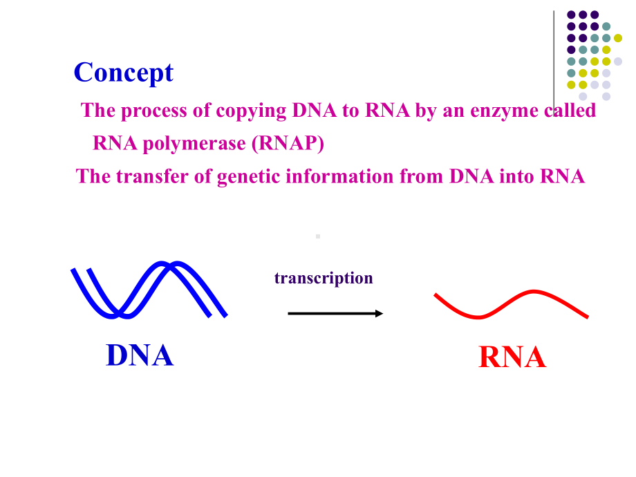 RNA Biosynthesis（transcription）RNA的生物合成课件.ppt_第3页