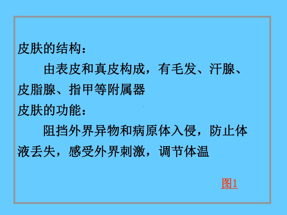 组织学与胚胎学-11皮肤课件.ppt_第2页