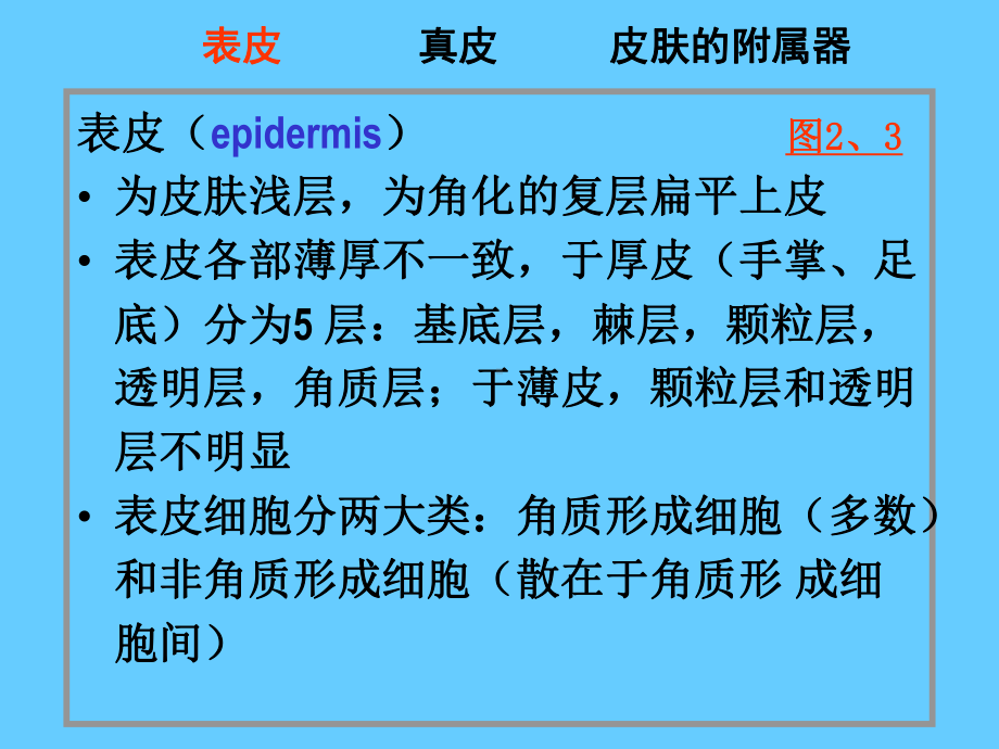 组织学与胚胎学-11皮肤课件.ppt_第3页